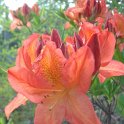 Azalea mollis 'Peter Koster'